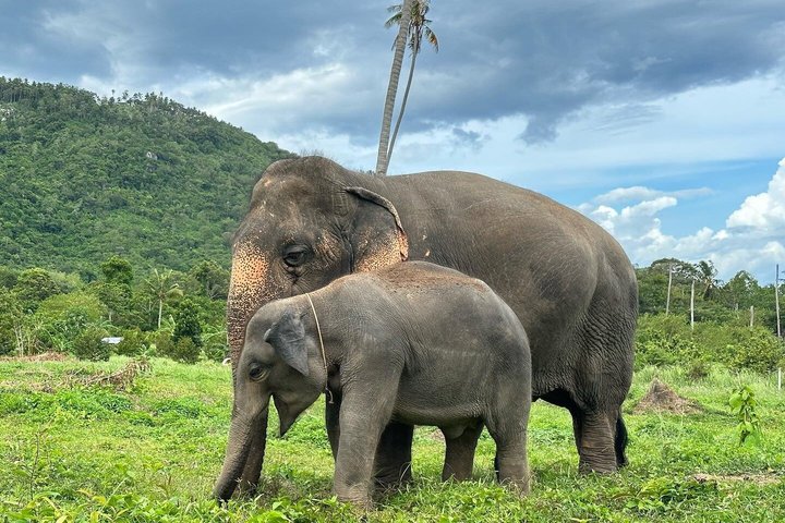 Koh Samui : Elephant Nature Care, il più grande santuario degli elefanti