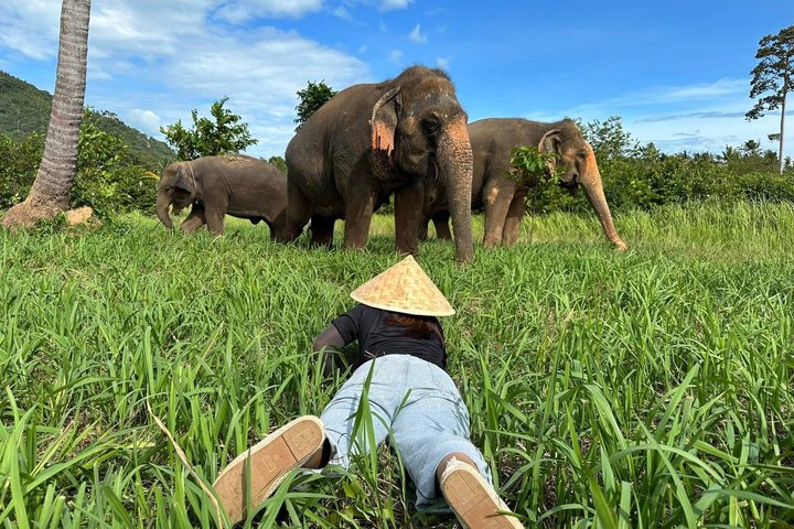Koh Samui : Elephant Nature Care, il più grande santuario degli elefanti