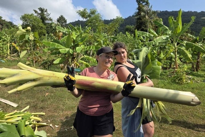 Koh Samui : Elephant Nature Care, il più grande santuario degli elefanti