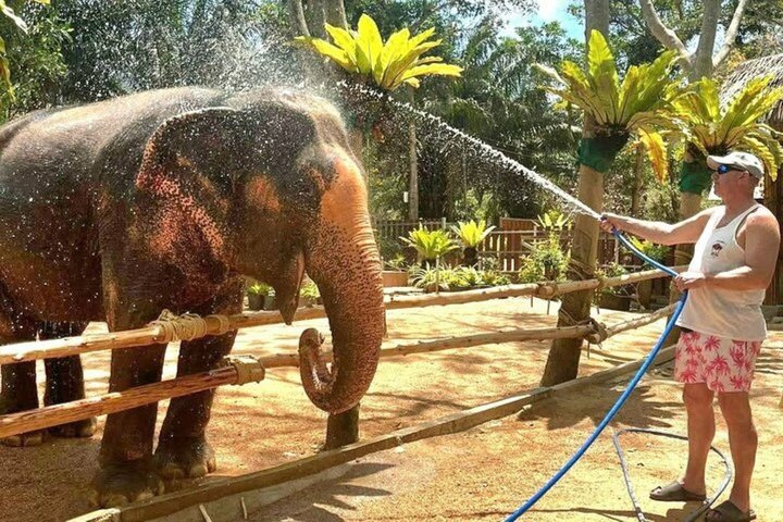 Koh Samui : Elephant Nature Care, il più grande santuario degli elefanti