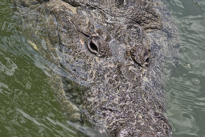 Tour naturalistico a Río Lagartos: coccodrilli e fenicotteri