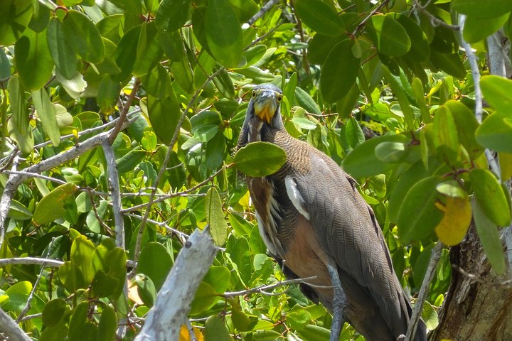 Tour naturalistico a Río Lagartos: coccodrilli e fenicotteri
