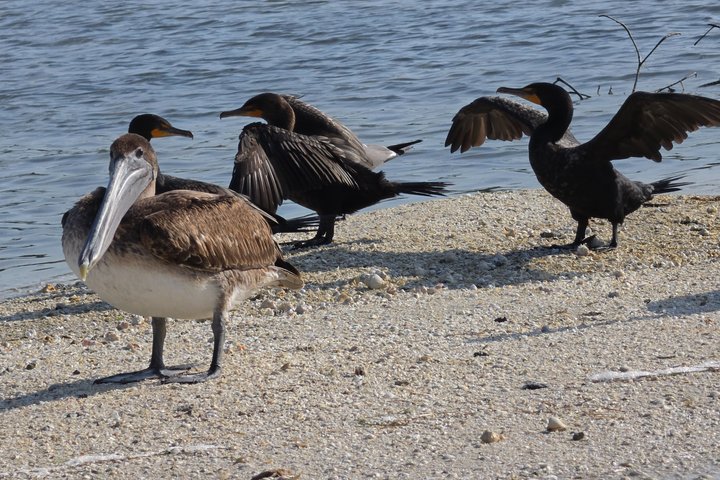 Tour naturalistico a Río Lagartos: coccodrilli e fenicotteri