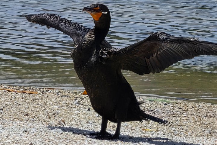 Tour naturalistico a Río Lagartos: coccodrilli e fenicotteri