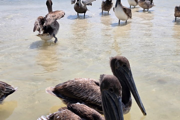Tour naturalistico a Río Lagartos: coccodrilli e fenicotteri