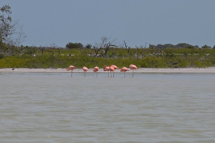 Tour naturalistico a Río Lagartos: coccodrilli e fenicotteri