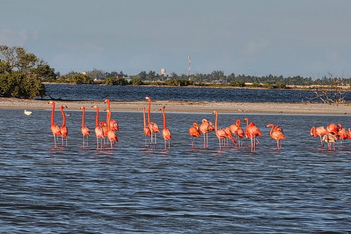 Tour naturalistico a Río Lagartos: coccodrilli e fenicotteri