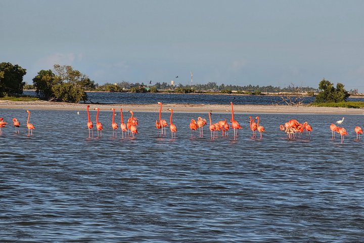Tour naturalistico a Río Lagartos: coccodrilli e fenicotteri