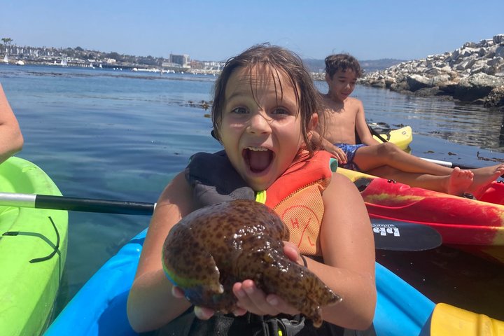 Kajak med sjölejon i en lugn, vacker, Redondo Beach Harbor