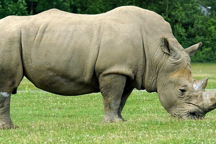 Tala Game Reserve og Natal Park Halvdagstur fra Durban