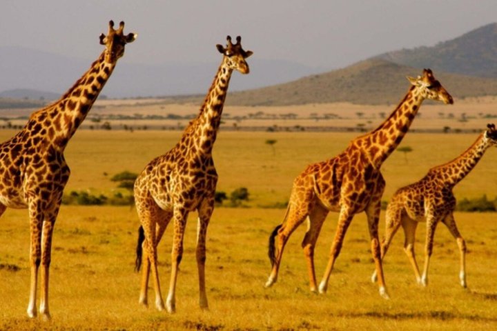 Tala Game Reserve og Natal Park Halvdagstur fra Durban