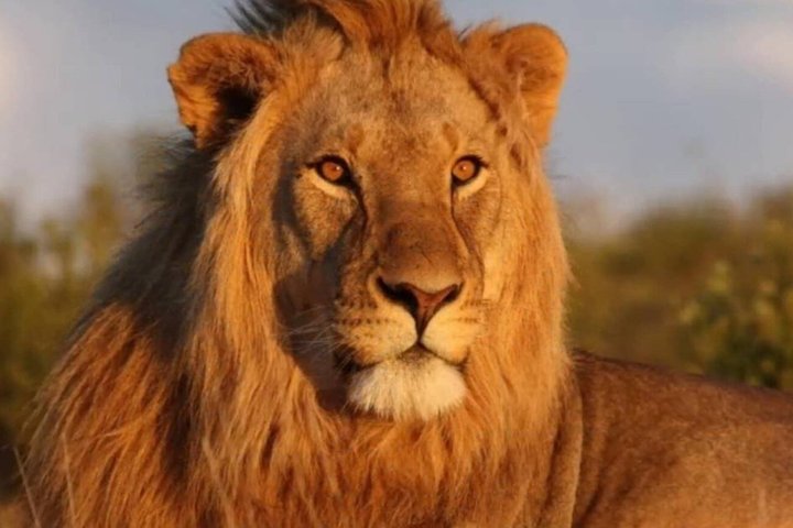 Safari privato di 3 giorni sulla Garden Route da Città del Capo