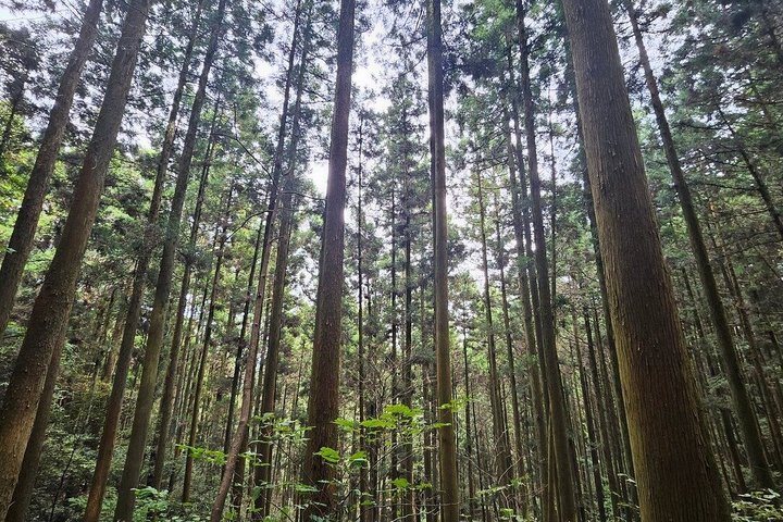 Dagstur til Miyazaki Takachiho Gorge & Shrine afgår fra Fukuoka