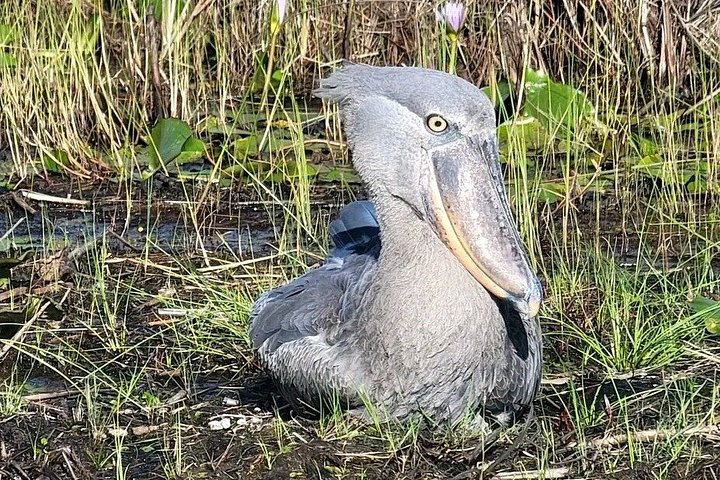 Mabamba swamp shoebill birdWatching Lake Victoria