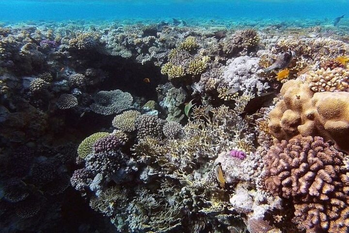 Snorkeling sull'isola di Tiran, crociera subacquea e pranzo - Sharm el Sheik