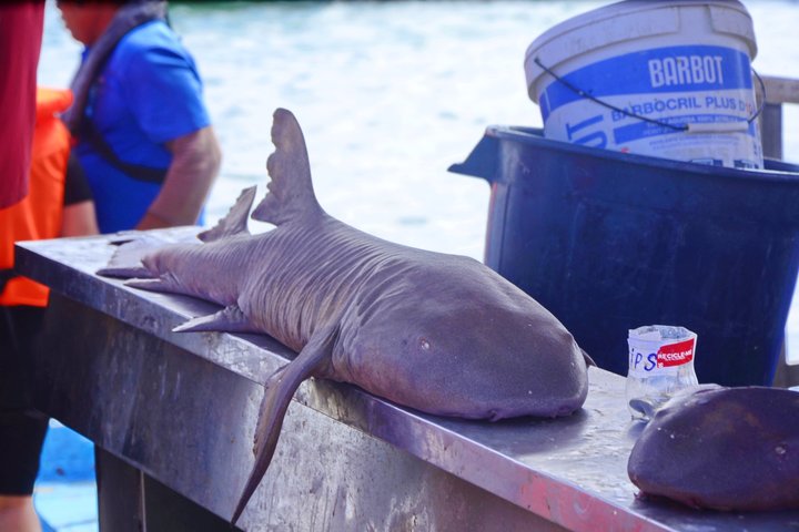 Isla Sal Aventura de día completo: Bahía Shark, Ojo azul, Lago Salado.