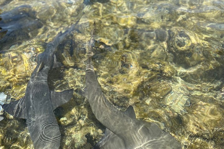 Isla Sal Aventura de día completo: Bahía Shark, Ojo azul, Lago Salado.