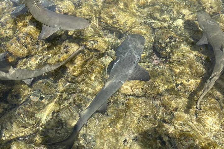 Isla Sal Aventura de día completo: Bahía Shark, Ojo azul, Lago Salado.