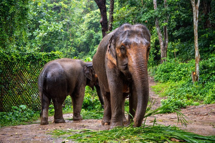 Ethisches Schutzgebiet für Elefanten im Phuket-Naturreservat