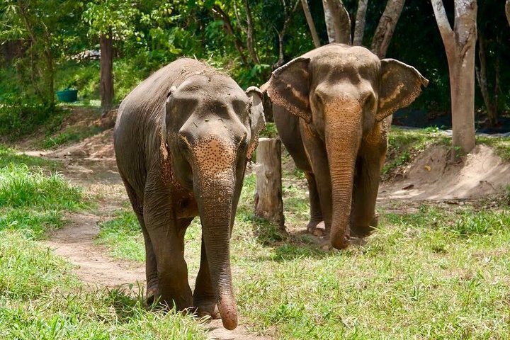 Ethisches Schutzgebiet für Elefanten im Phuket-Naturreservat