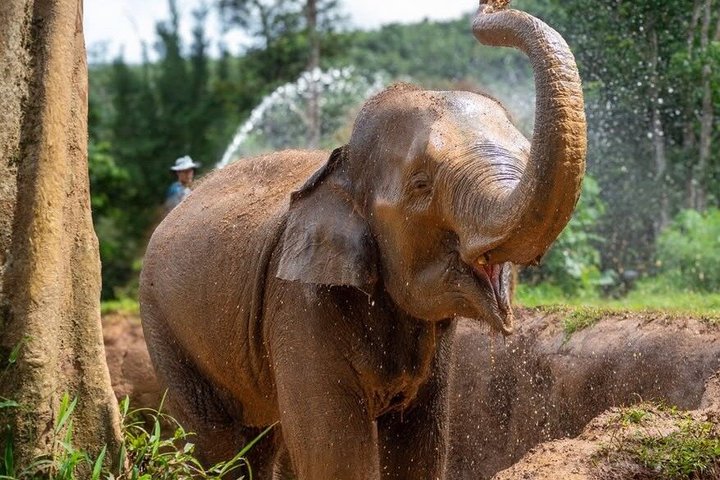 Ethisches Schutzgebiet für Elefanten im Phuket-Naturreservat