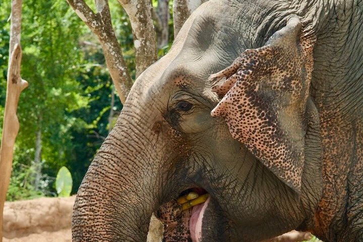 Ethisches Schutzgebiet für Elefanten im Phuket-Naturreservat