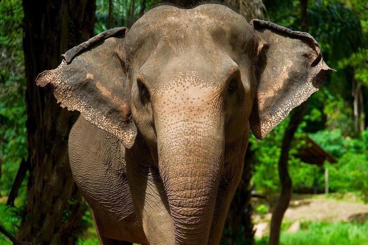 Ethisches Schutzgebiet für Elefanten im Phuket-Naturreservat