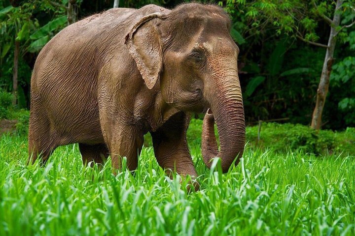 Ethisches Schutzgebiet für Elefanten im Phuket-Naturreservat
