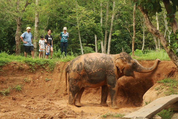 Ethisches Schutzgebiet für Elefanten im Phuket-Naturreservat