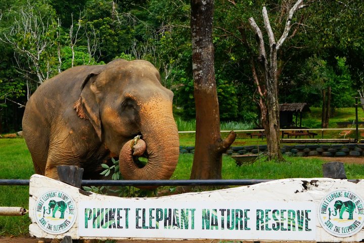 Ethisches Schutzgebiet für Elefanten im Phuket-Naturreservat