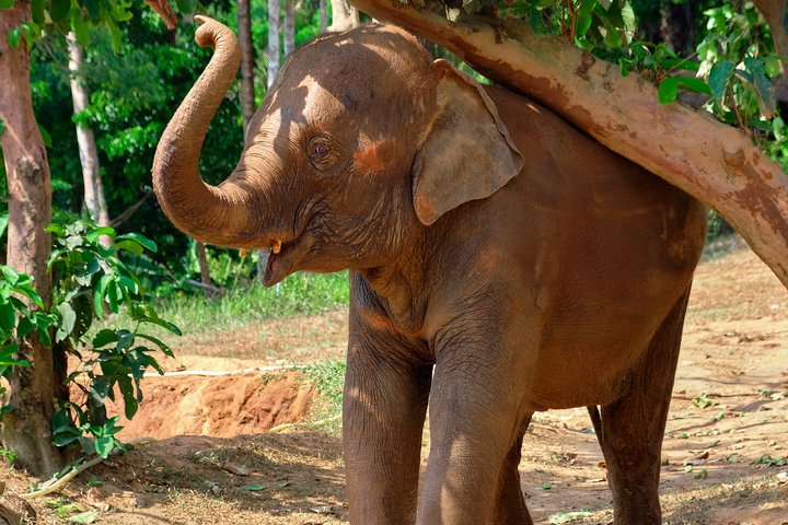 Ethisches Schutzgebiet für Elefanten im Phuket-Naturreservat
