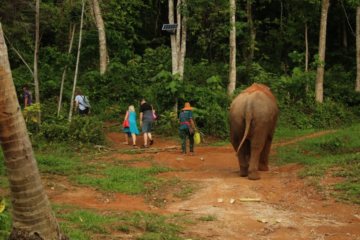 Ethisches Schutzgebiet für Elefanten im Phuket-Naturreservat