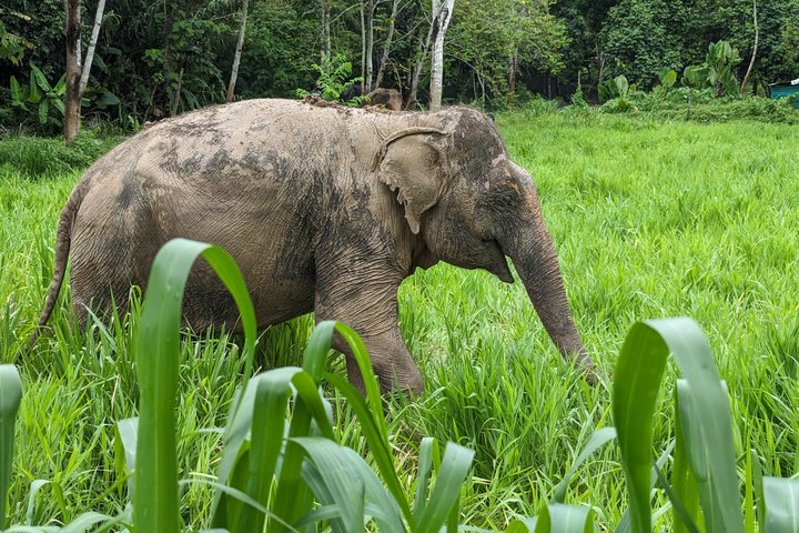 Ethisches Schutzgebiet für Elefanten im Phuket-Naturreservat