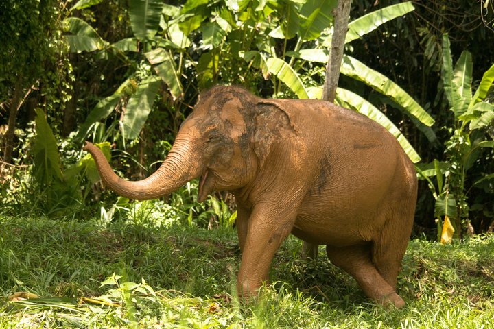 Ethisches Schutzgebiet für Elefanten im Phuket-Naturreservat