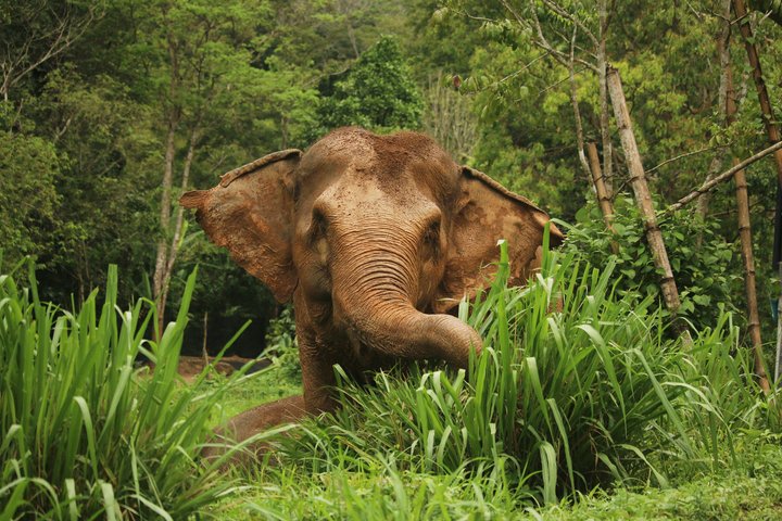 Ethisches Schutzgebiet für Elefanten im Phuket-Naturreservat