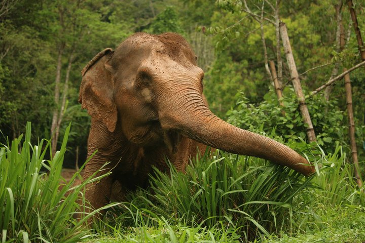 Ethisches Schutzgebiet für Elefanten im Phuket-Naturreservat