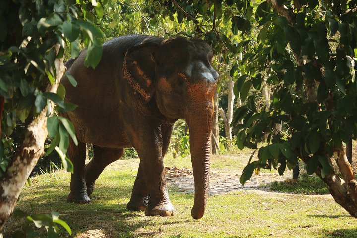 Ethisches Schutzgebiet für Elefanten im Phuket-Naturreservat