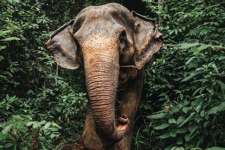 Ethisches Schutzgebiet für Elefanten im Phuket-Naturreservat