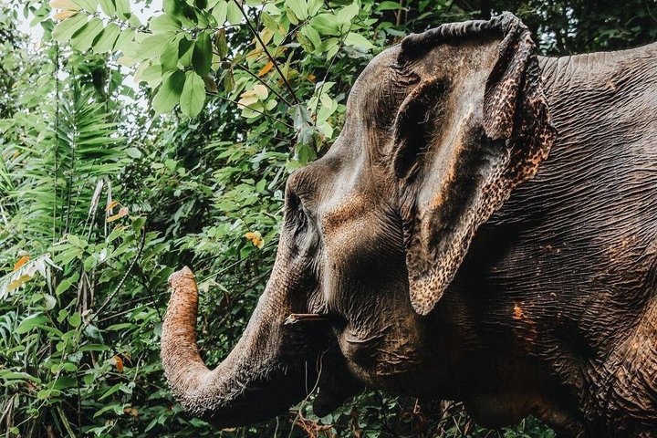 Ethisches Schutzgebiet für Elefanten im Phuket-Naturreservat