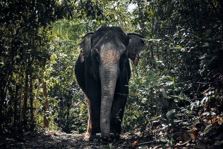 Ethisches Schutzgebiet für Elefanten im Phuket-Naturreservat