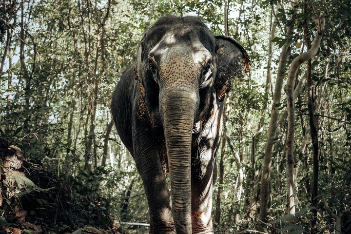 Ethisches Schutzgebiet für Elefanten im Phuket-Naturreservat