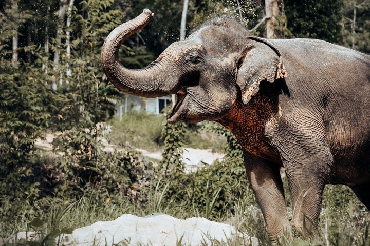 Ethisches Schutzgebiet für Elefanten im Phuket-Naturreservat