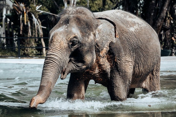 Ethisches Schutzgebiet für Elefanten im Phuket-Naturreservat