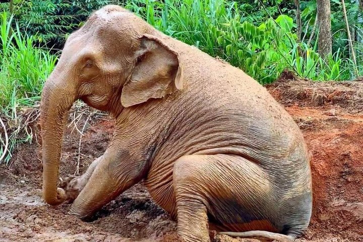 Ethisches Schutzgebiet für Elefanten im Phuket-Naturreservat