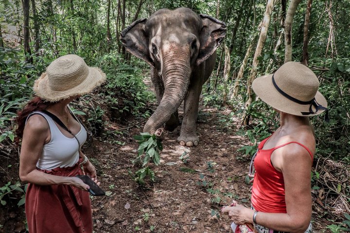 Ethisches Schutzgebiet für Elefanten im Phuket-Naturreservat