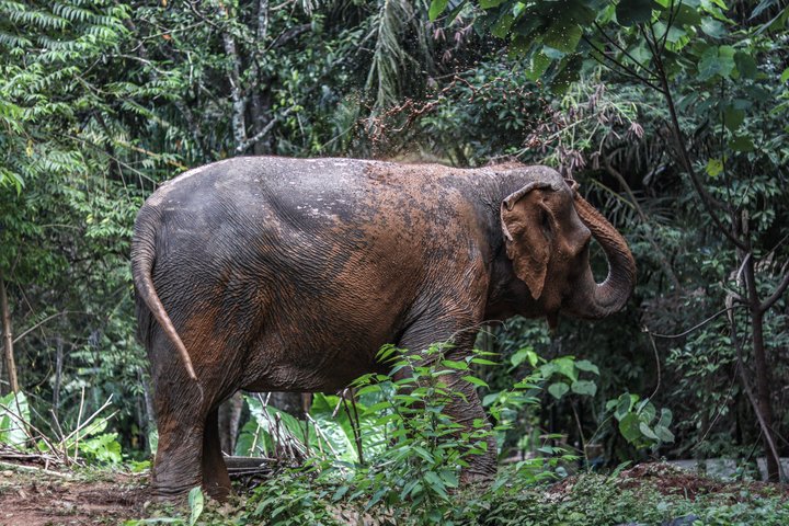 Ethisches Schutzgebiet für Elefanten im Phuket-Naturreservat
