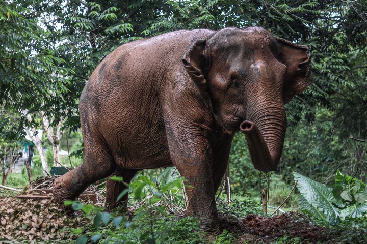 Ethisches Schutzgebiet für Elefanten im Phuket-Naturreservat