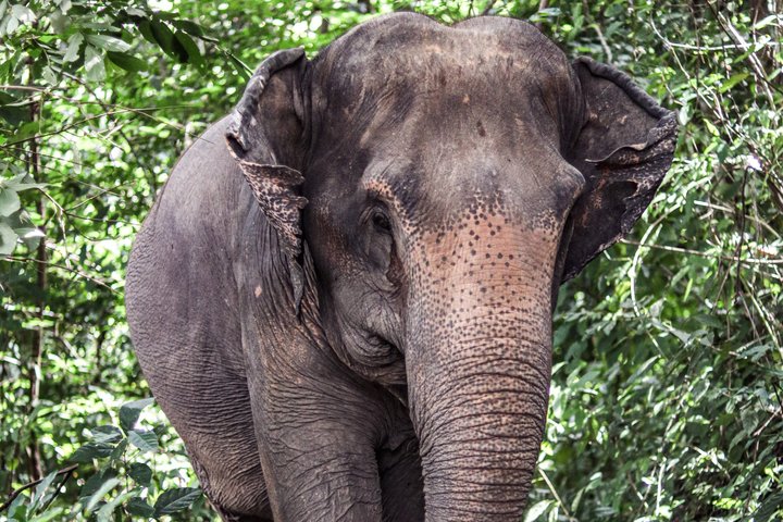 Ethisches Schutzgebiet für Elefanten im Phuket-Naturreservat