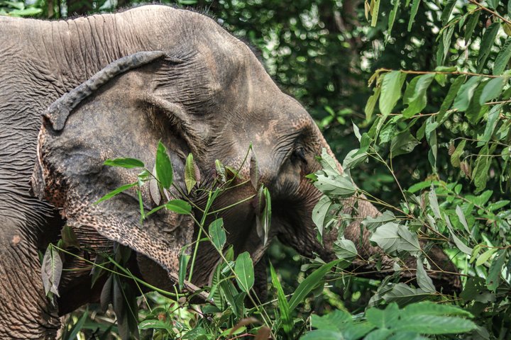 Ethisches Schutzgebiet für Elefanten im Phuket-Naturreservat