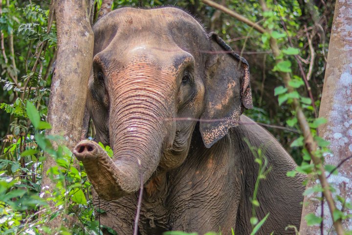 Ethisches Schutzgebiet für Elefanten im Phuket-Naturreservat